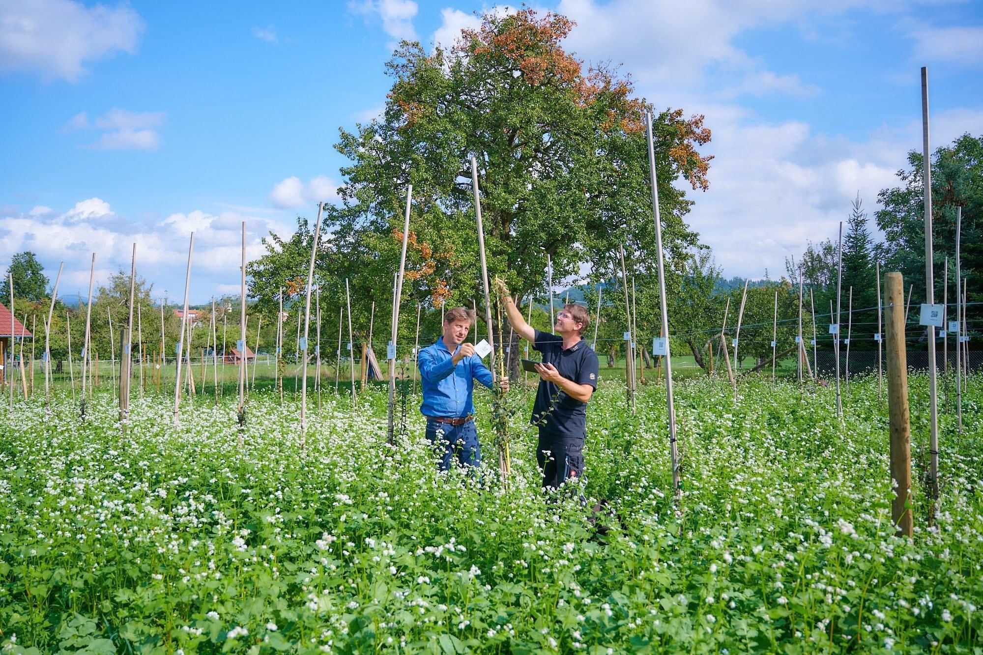 Jörg Geiger und ein Mitarbeiter in einem Feld