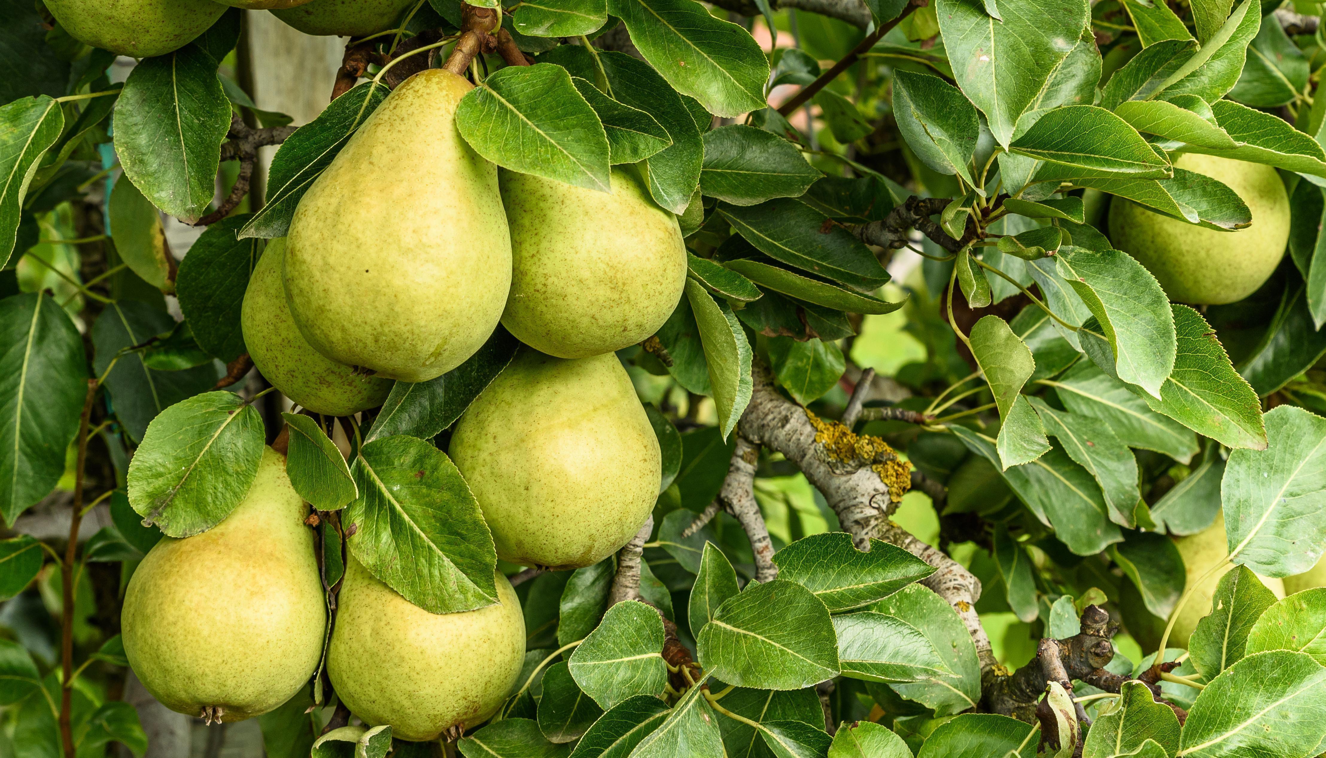 Detailaufnahme der Früchte an einem Birnenbaum
