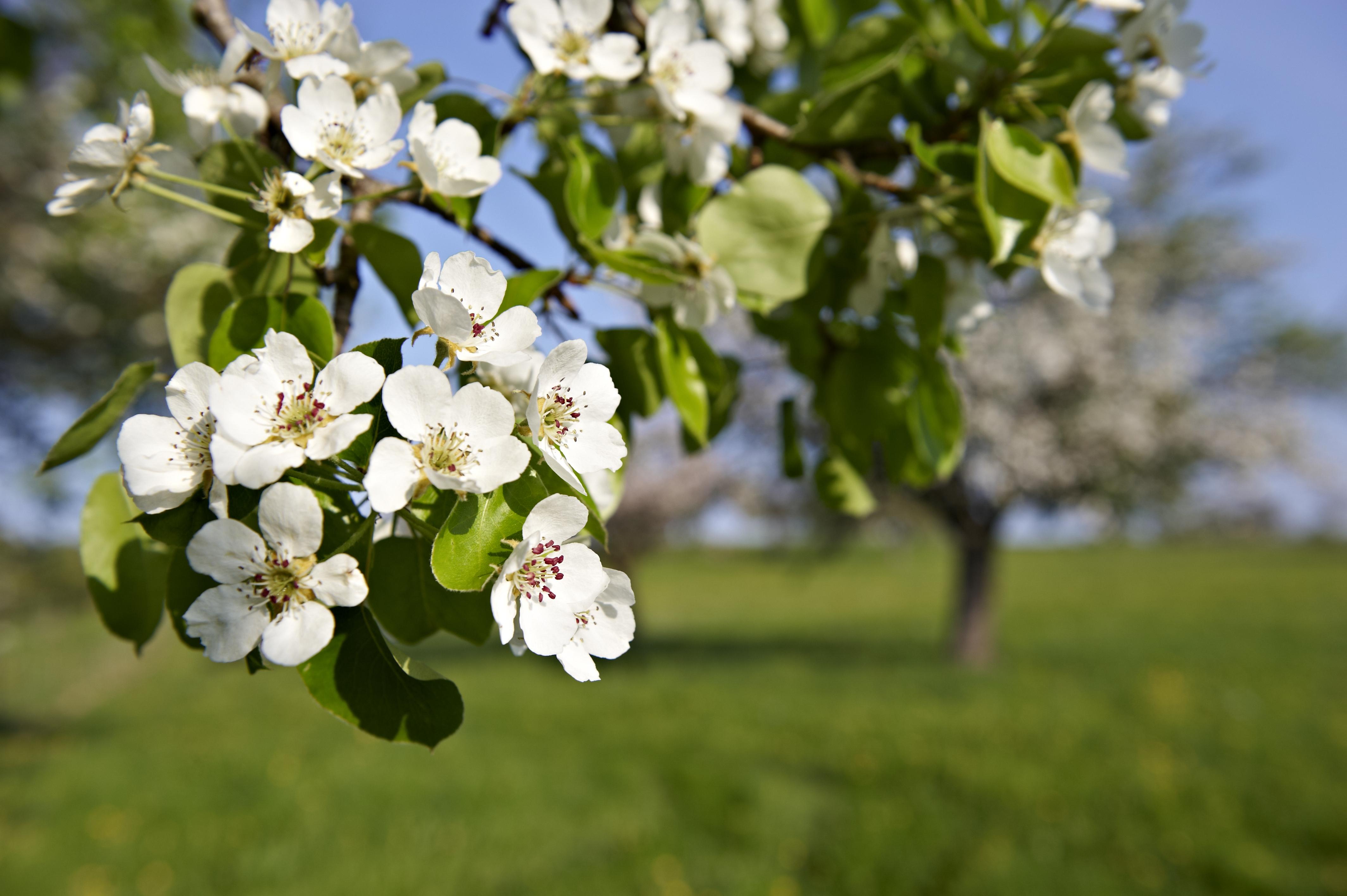 Detailaufnahme einer weißen Obstbaum Blüte