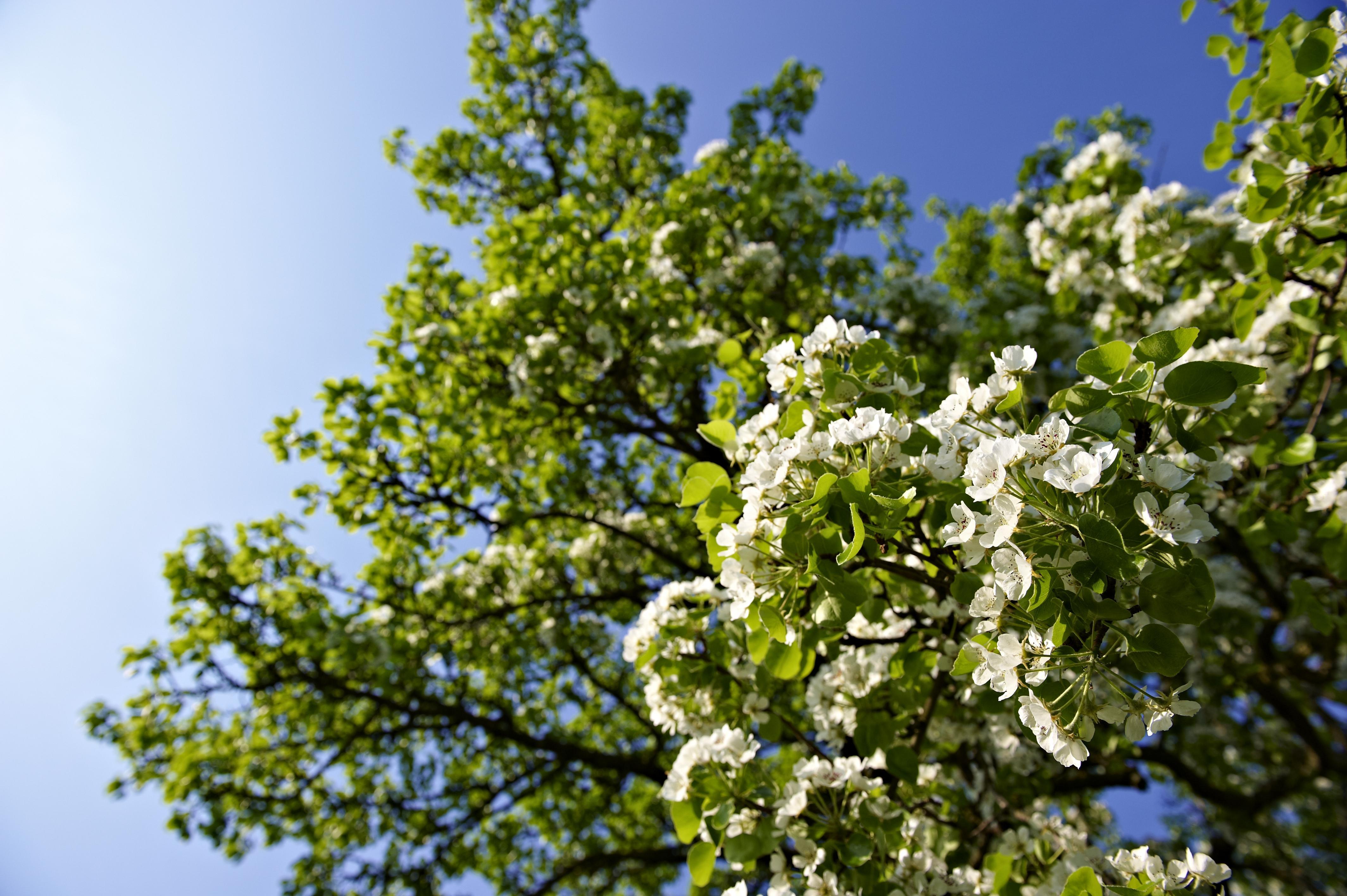 Ein blühender Birnenbaum