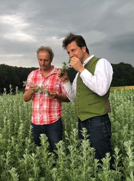 Jörg Geiger in einem Wehrmutkraut Feld