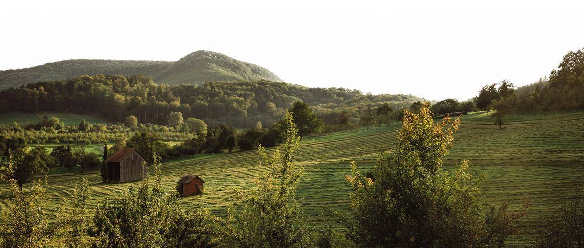 Eine grüne Wiese mit Holzhütte und Berg im Hintergrund