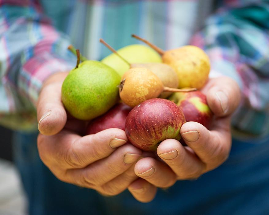 2 Hände die Äpfel und Birnen halten