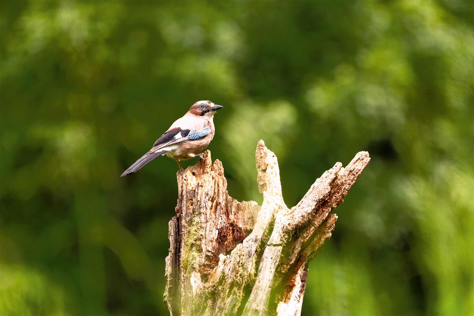 Magazin_Vogel