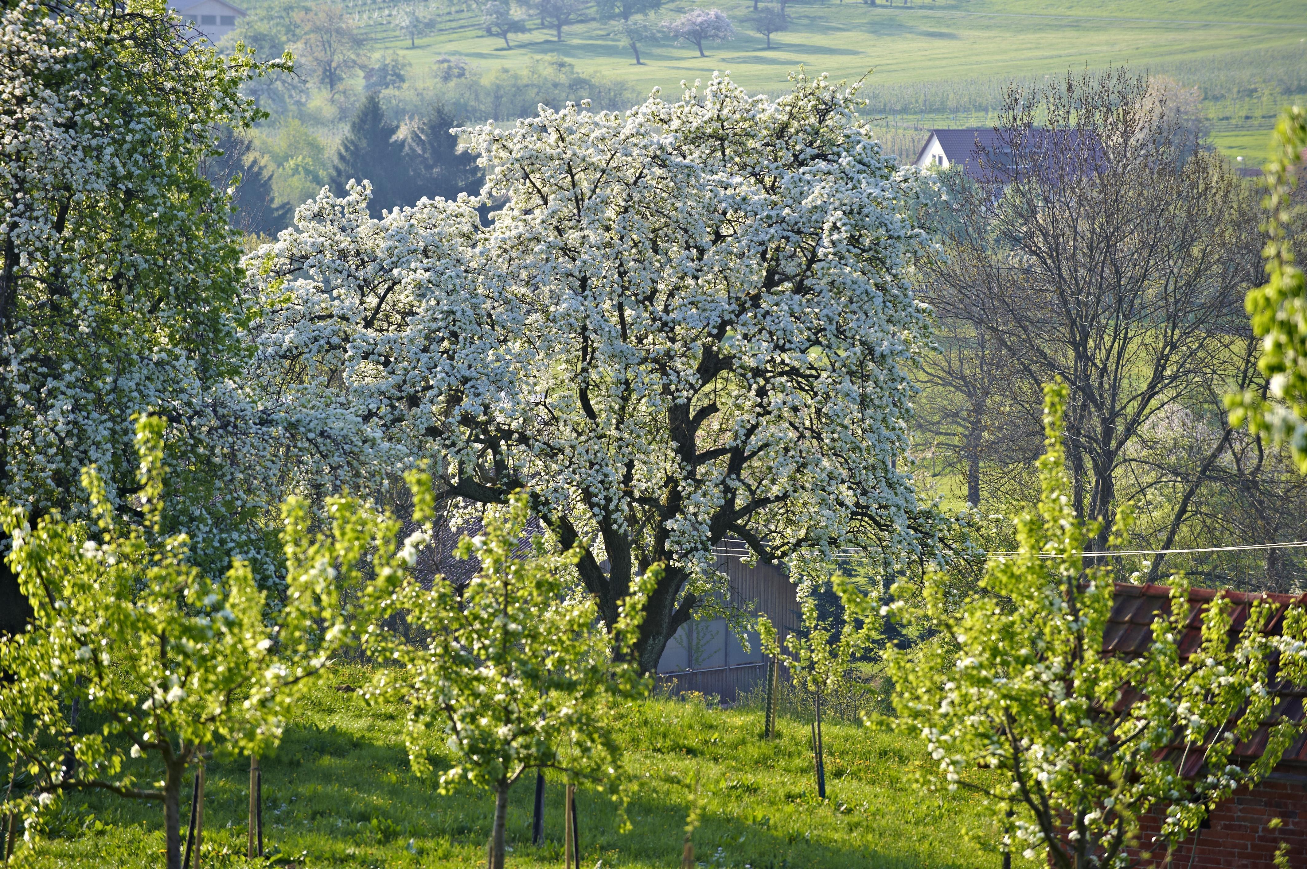 Blühenende Obstbaum auf einer Streuobst Wiese