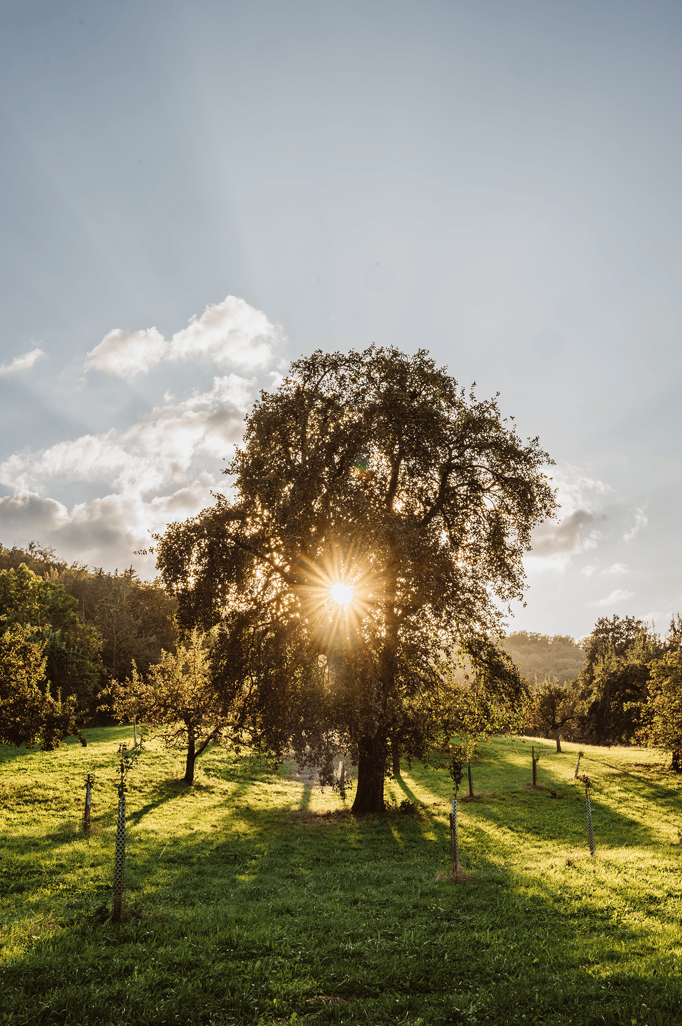 ber uns links Baum