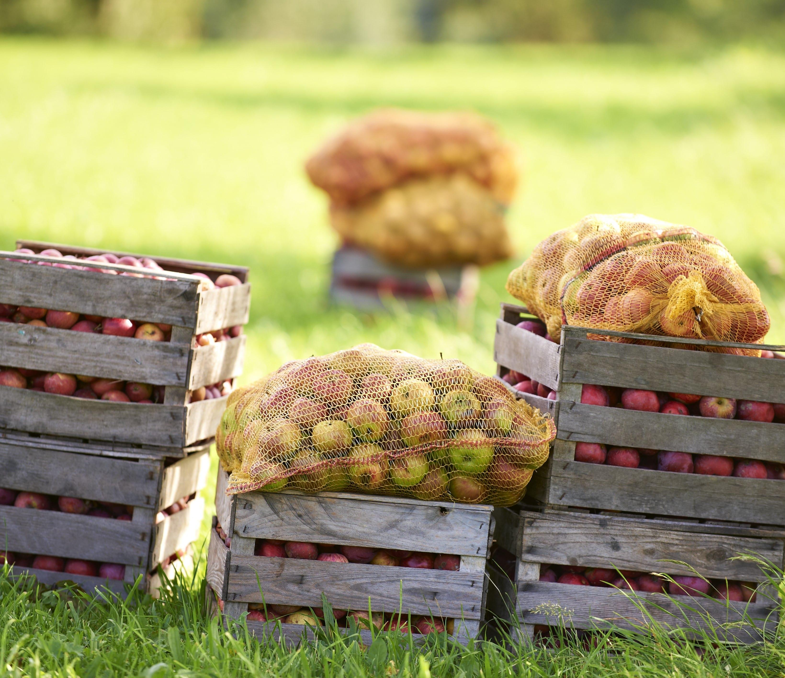Geerntete Äpfel in mehreren Säcken und Holzkisten