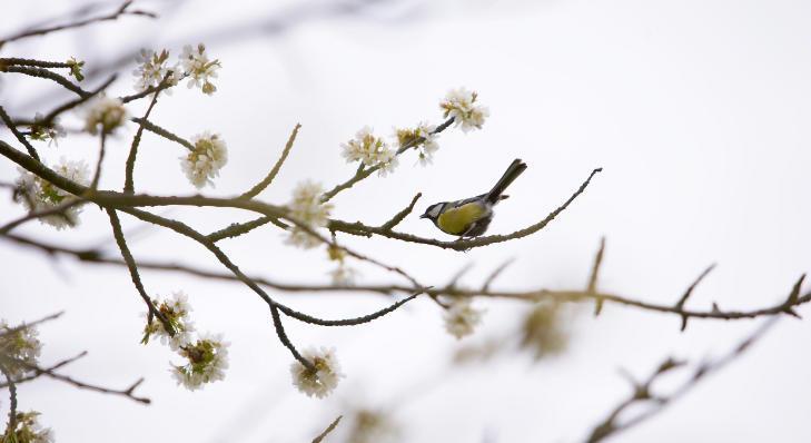 Ein dekoratives Bild für unseren Newsletter - ein Vogel auf einem Ast