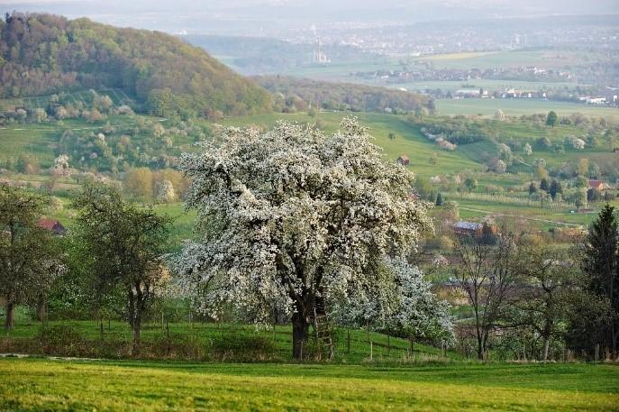 Großer blühender Obstbaum auf einer Wiese
