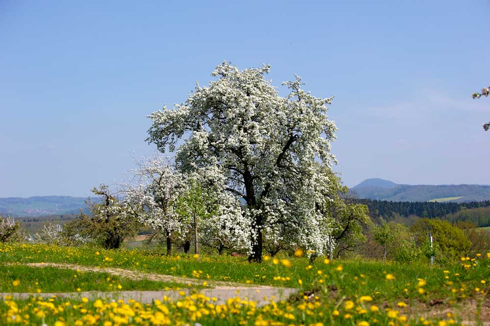 Blühender Obstbaum an einem sonnigen Tag