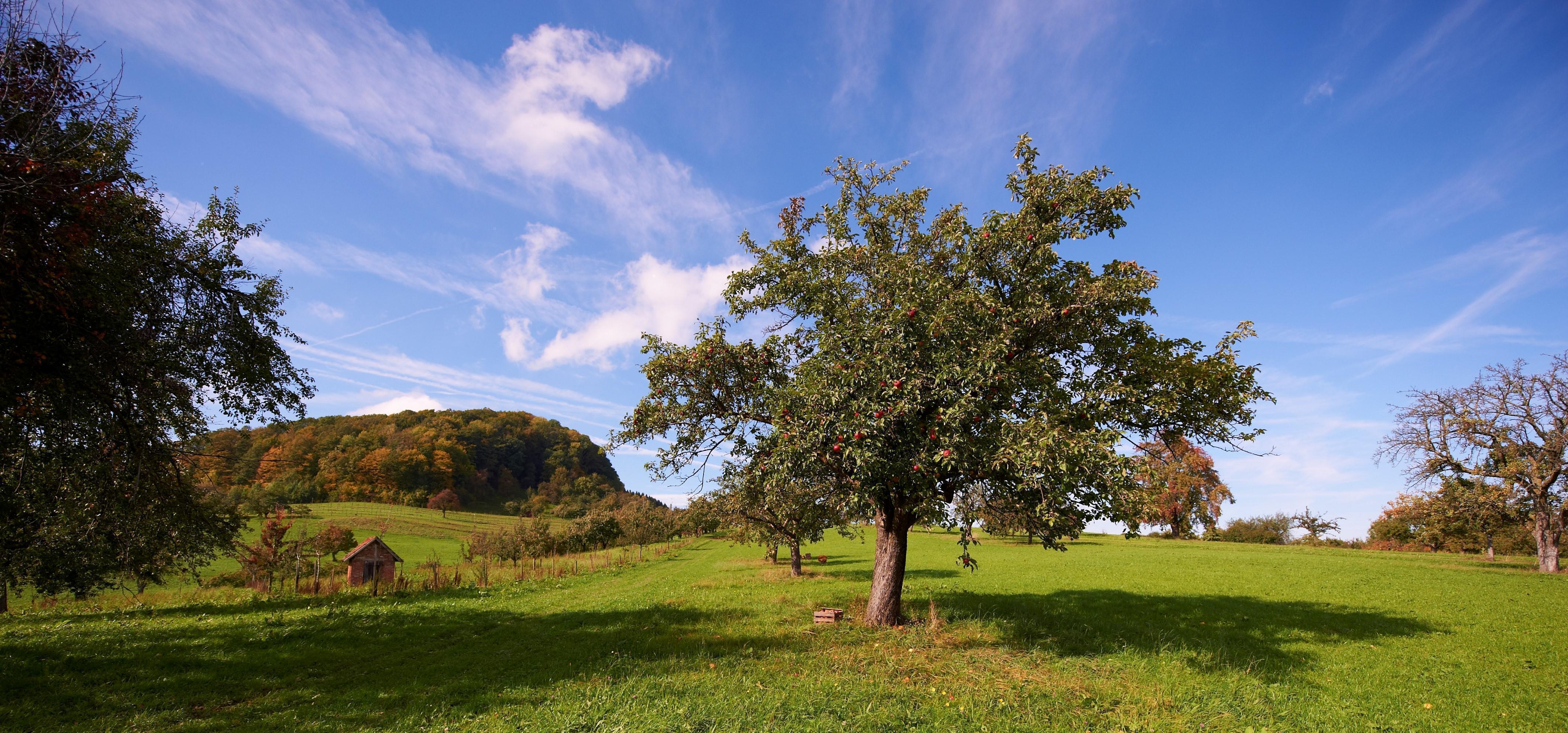 Obstbaum mit reifen Früchten auf einer Streuobstwiese